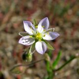 Spergularia media