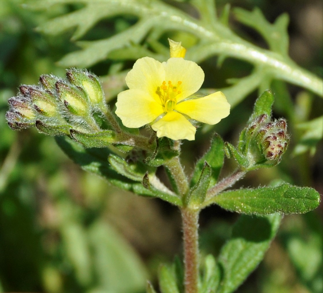 Image of Helianthemum salicifolium specimen.