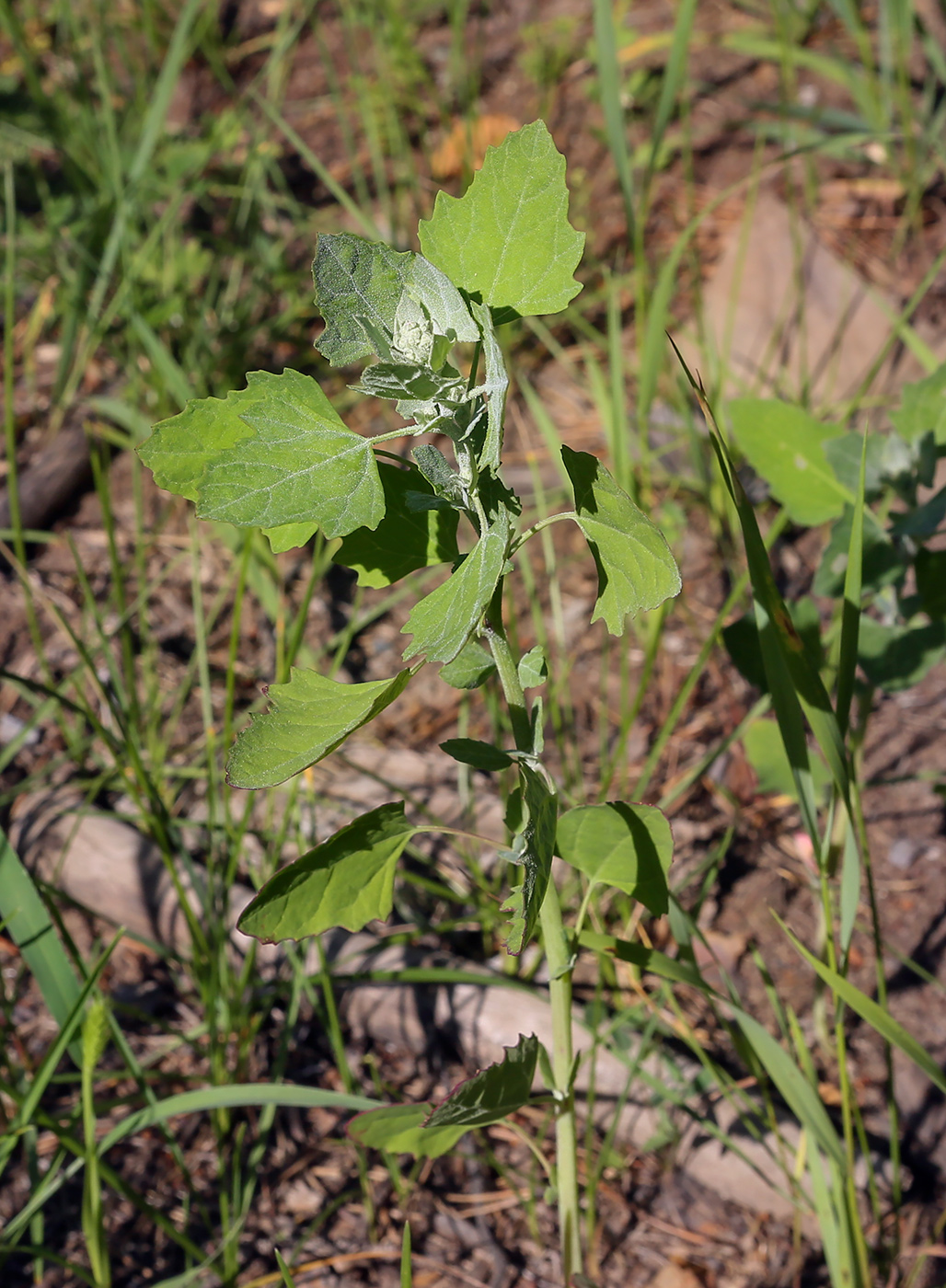 Изображение особи Chenopodium album.