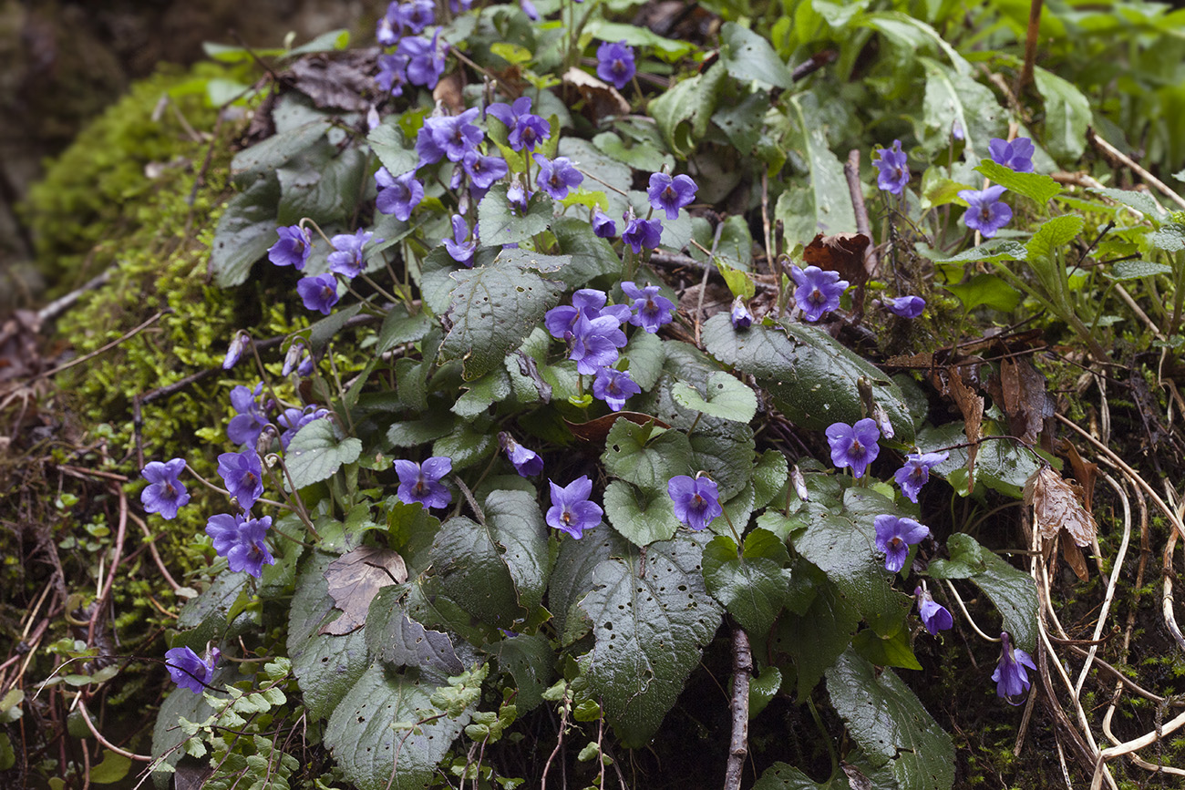 Изображение особи Viola dehnhardtii.