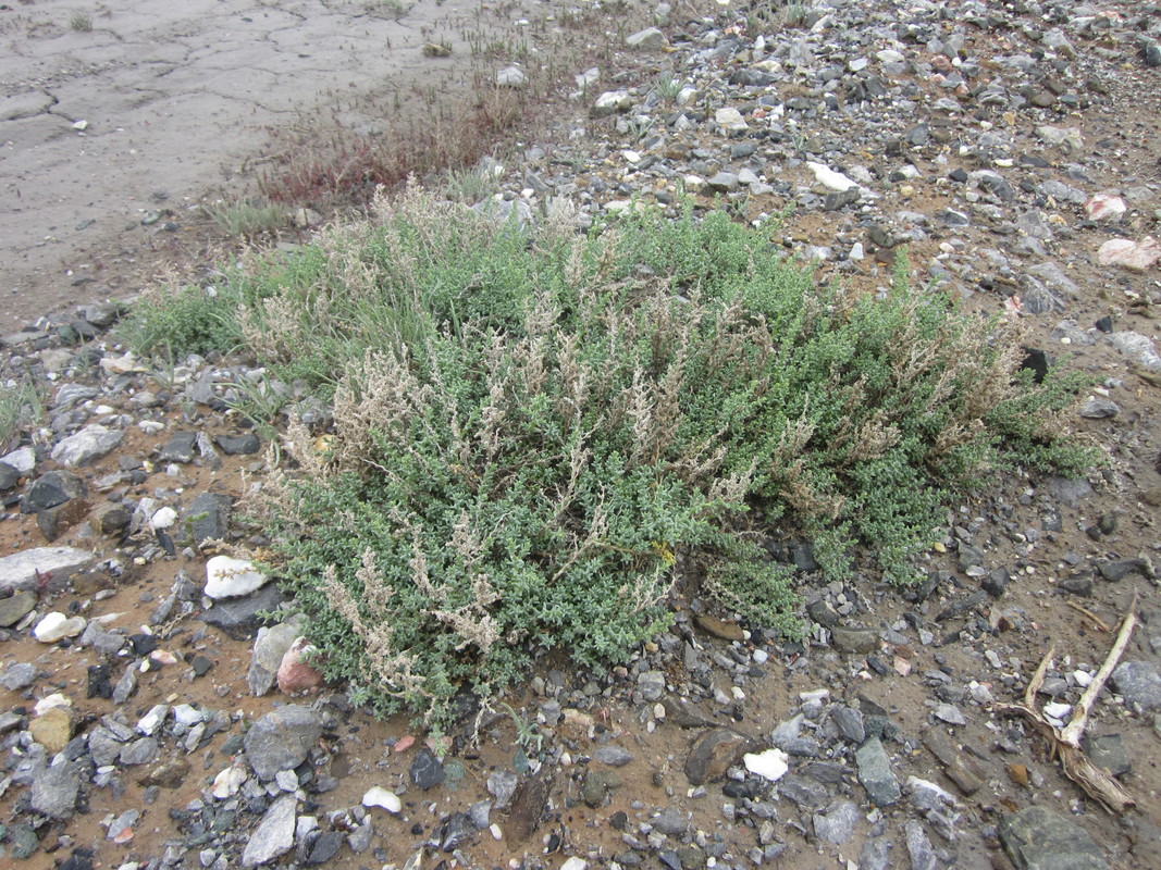 Image of Kalidium juniperinum specimen.