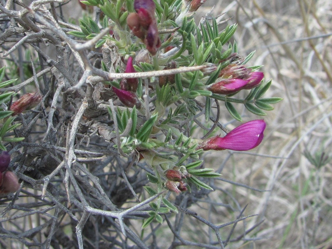 Image of Onobrychis cornuta specimen.