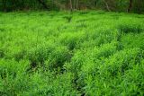 Solidago gigantea