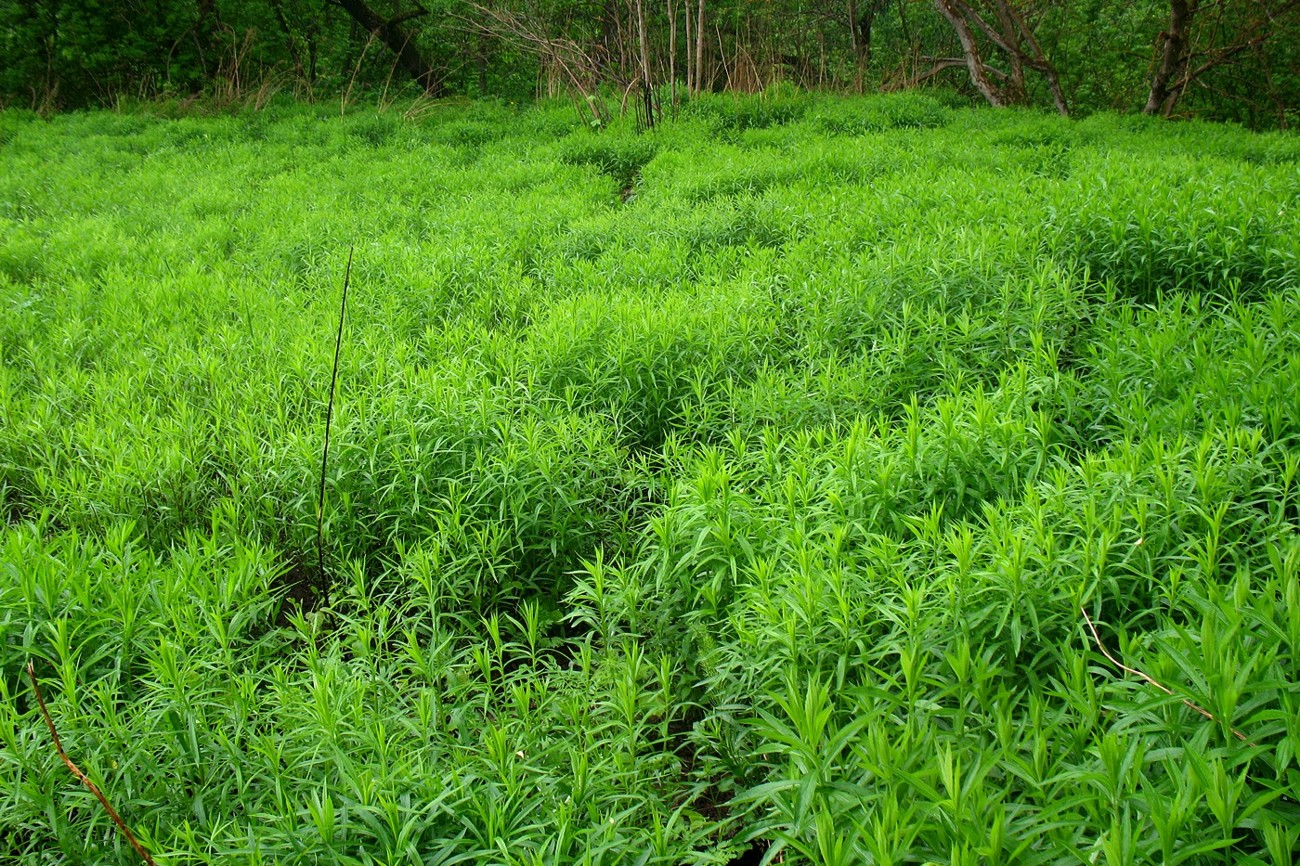 Изображение особи Solidago gigantea.