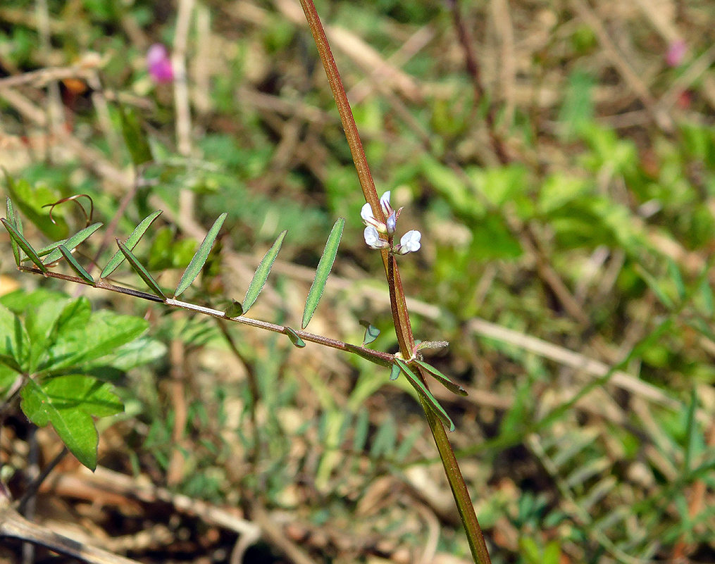 Image of Vicia hirsuta specimen.