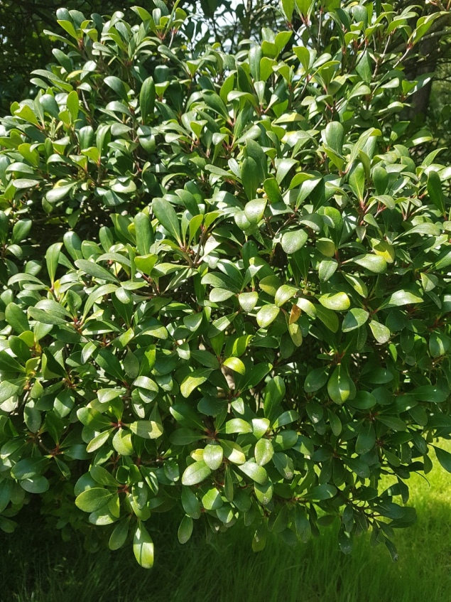 Image of Ternstroemia gymnanthera specimen.