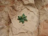genus Limonium