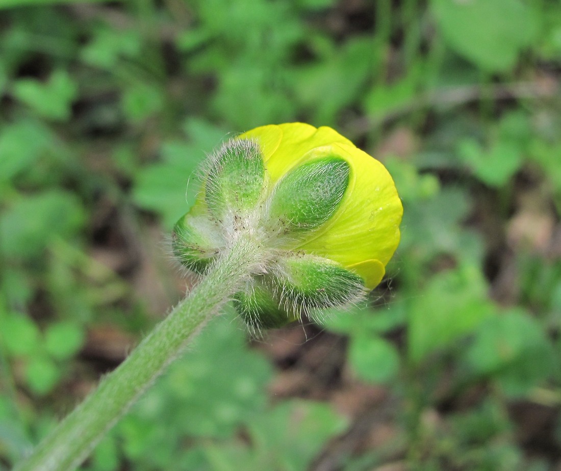 Image of genus Ranunculus specimen.