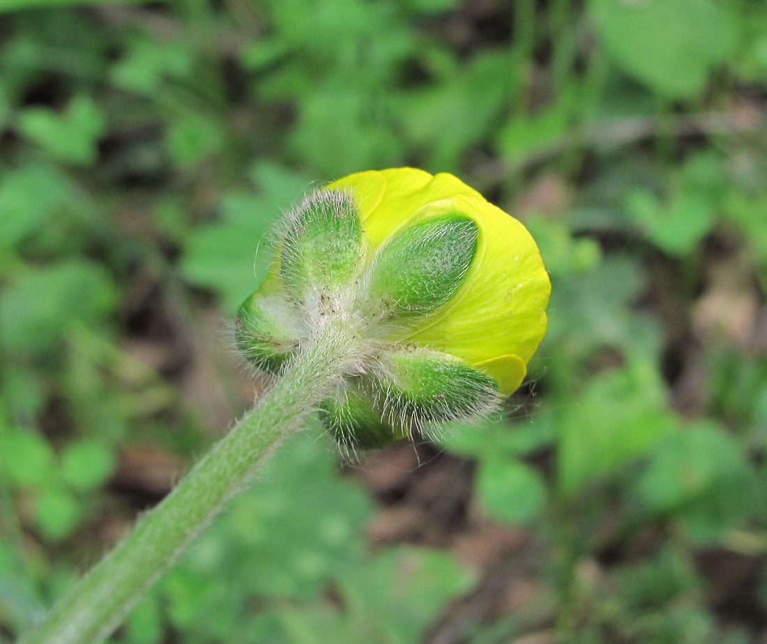 Изображение особи род Ranunculus.