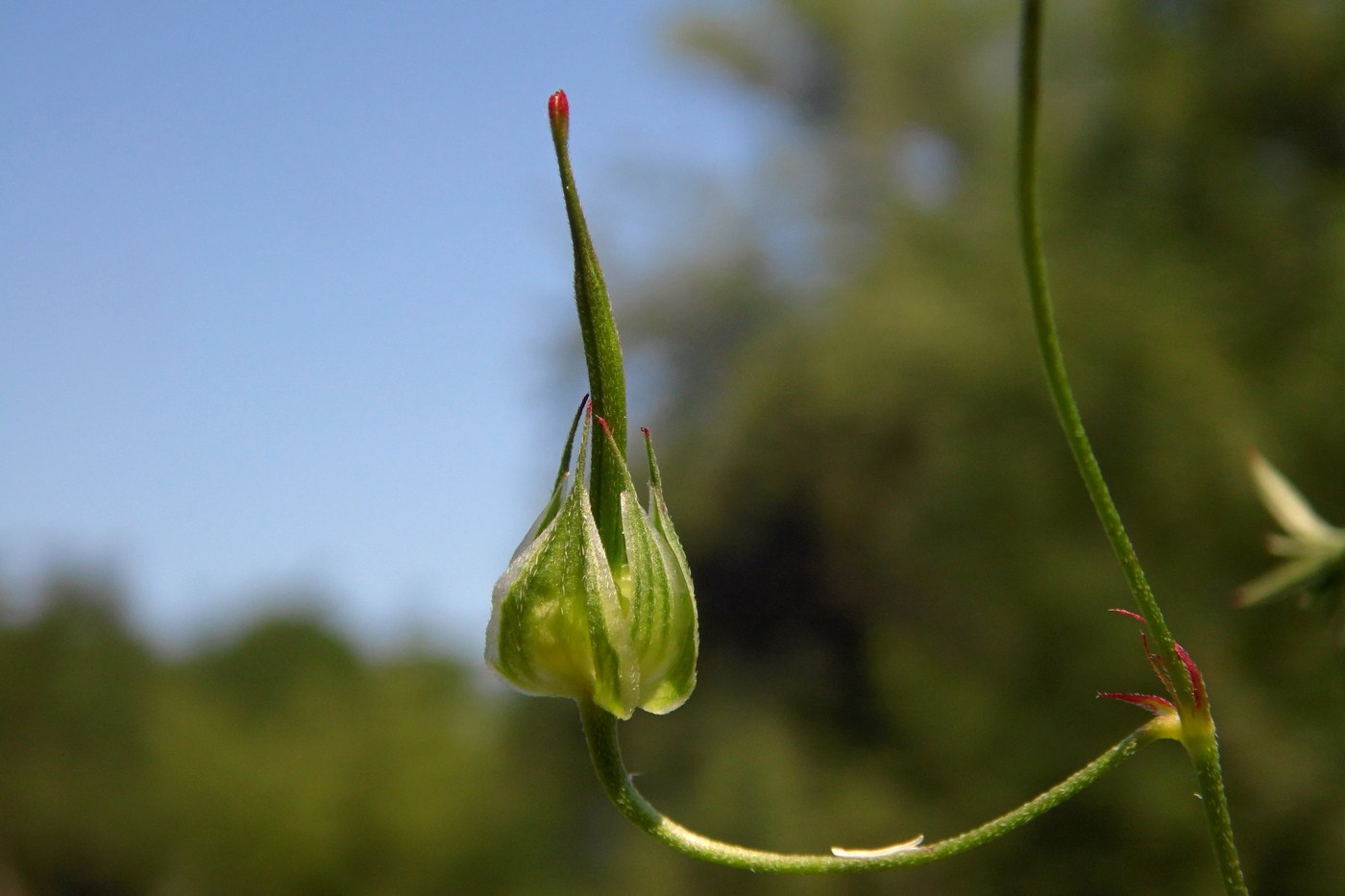 Image of Geranium columbinum specimen.