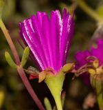 Lampranthus productus