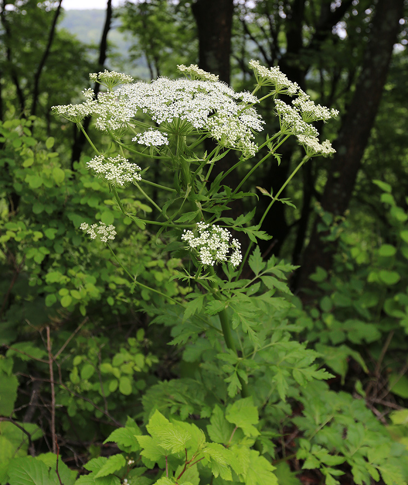 Изображение особи Pleurospermum uralense.