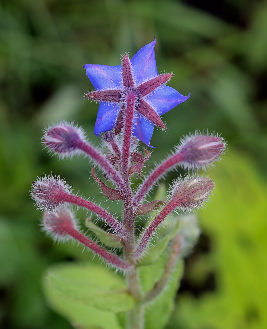 Image of Borago officinalis specimen.