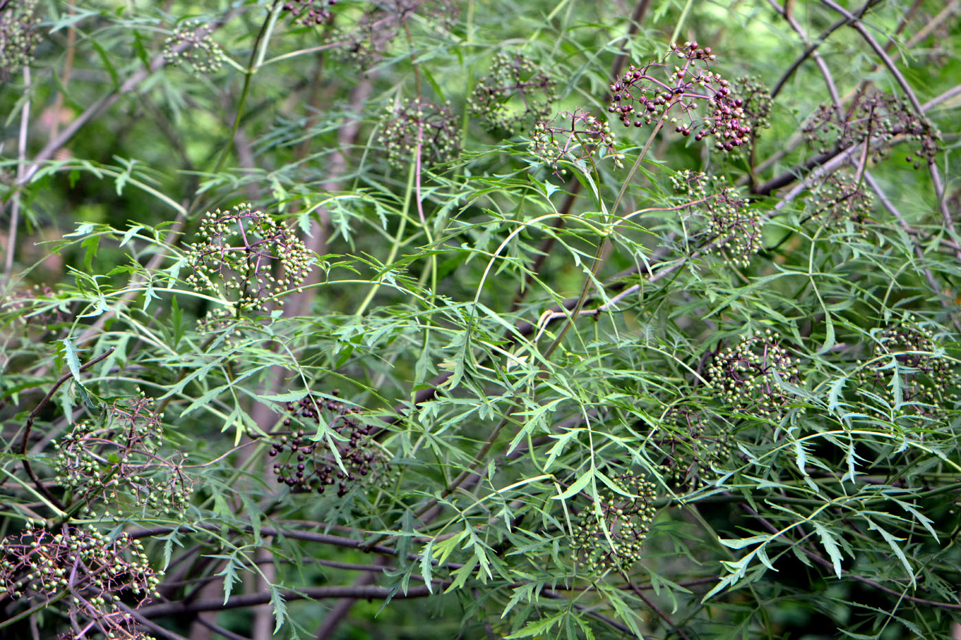 Image of Sambucus canadensis var. acutiloba specimen.