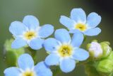 Myosotis cespitosa