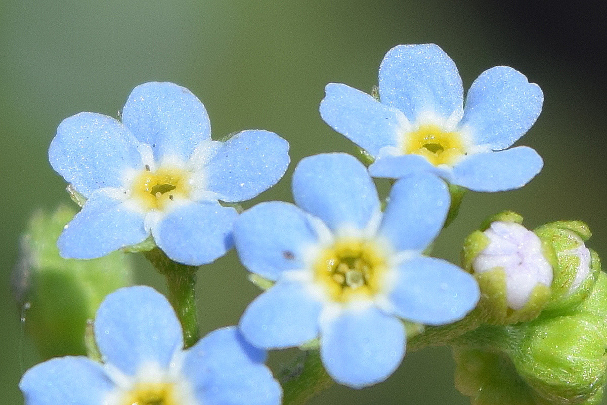 Изображение особи Myosotis cespitosa.