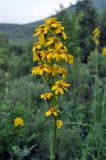 Ligularia glauca