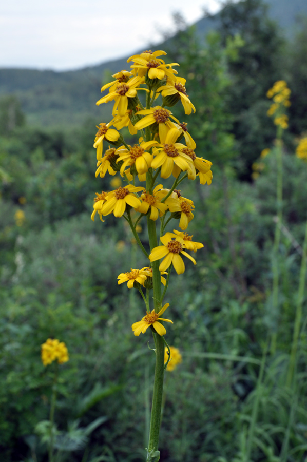 Изображение особи Ligularia glauca.