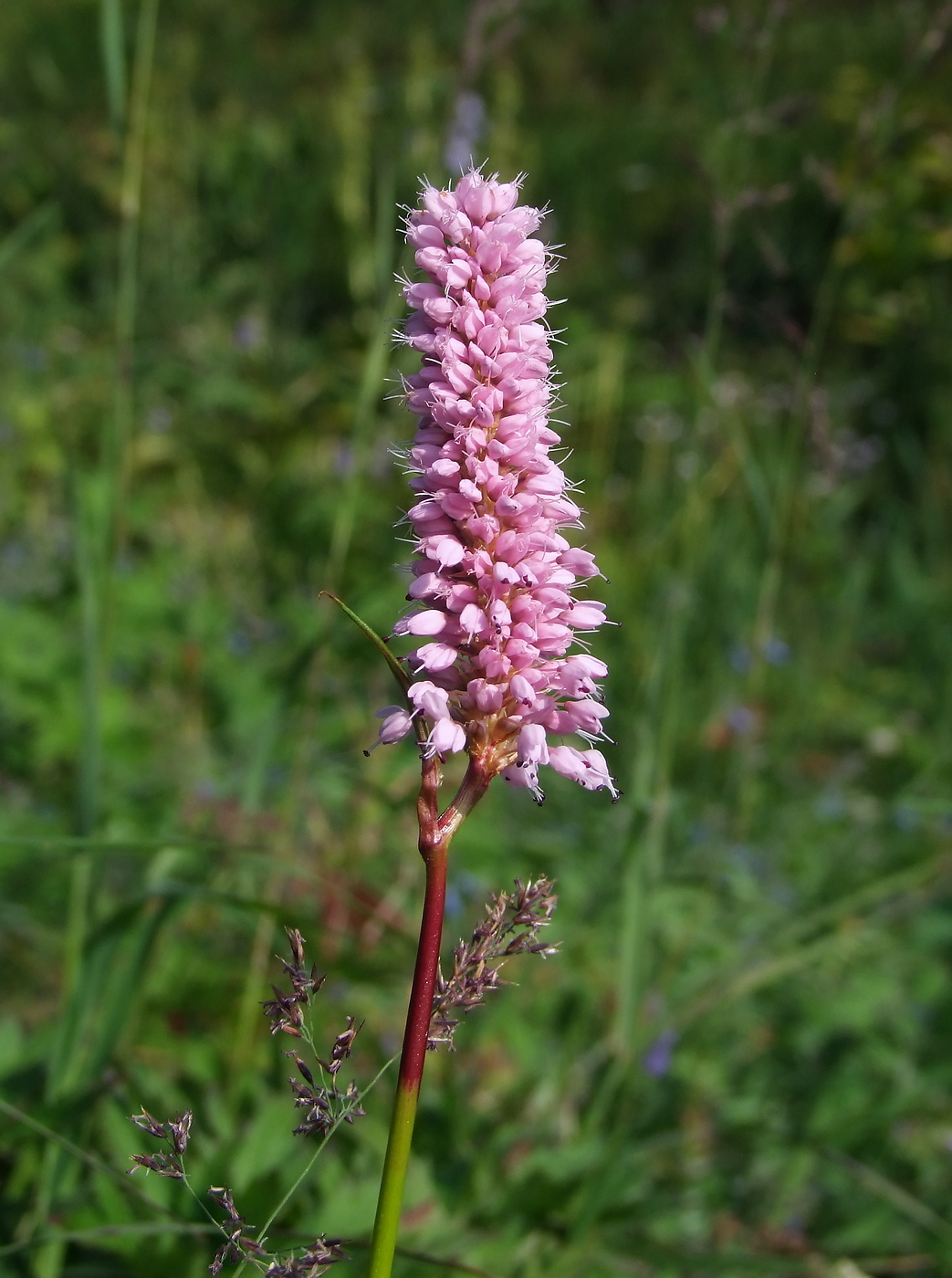 Изображение особи Bistorta elliptica.