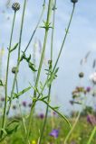 Centaurea scabiosa. Средняя часть побега с пазушным побегом и бутонизирующим соцветием. Пермский край, Кунгурский р-н, левый берег р. Шаква в р-не моста на Рыжково, разнотравный луг. 27 июля 2019 г.