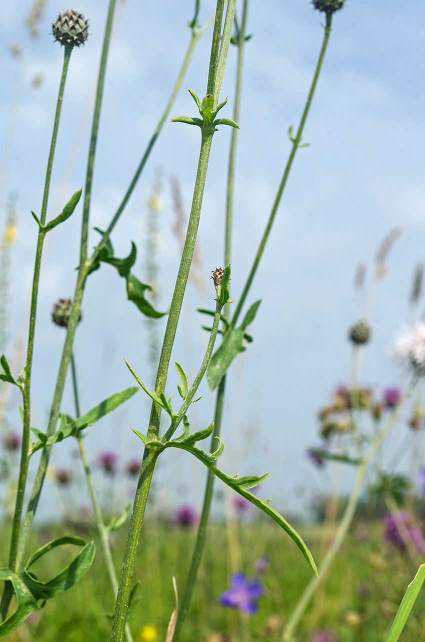 Изображение особи Centaurea scabiosa.