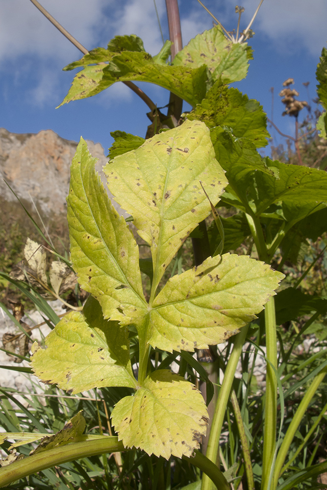 Image of Angelica purpurascens specimen.