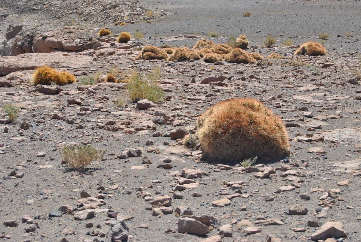 Image of Cumulopuntia boliviana specimen.