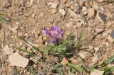 genus Oxytropis. Цветущее растение. Грузия, край Самцхе-Джавахети, окр. с. Мусхи, обочина дороги. 27.04.2019.