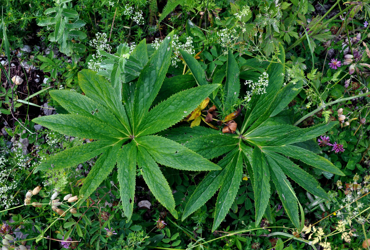 Image of genus Helleborus specimen.