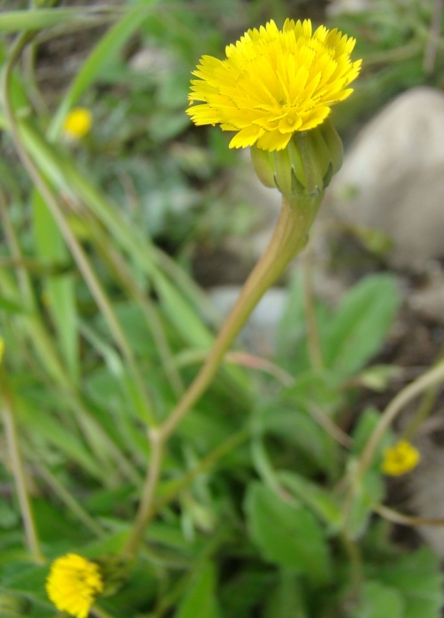 Image of Hedypnois cretica specimen.