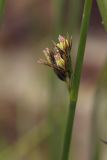 Juncus haenkei