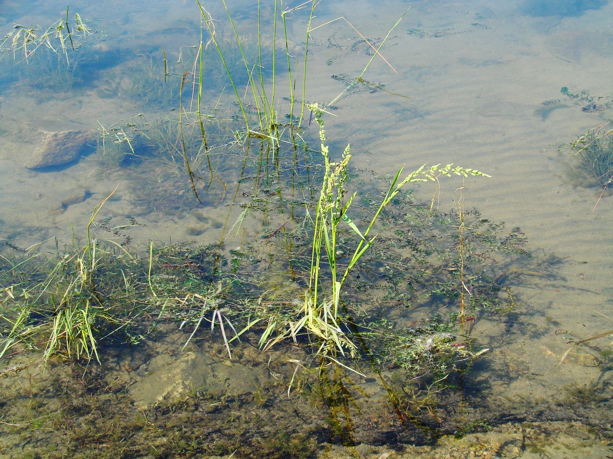 Image of Beckmannia syzigachne specimen.