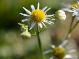 Erigeron annuus. Соцветие. Краснодарский край, Лазаревский р-н, окр. с. Ордынка, 140 м н.у.м., поляна. 02.01.2020.