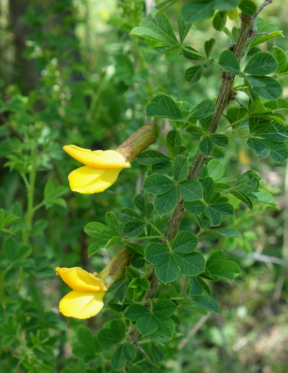 Image of Caragana laeta specimen.