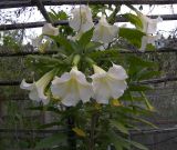 Brugmansia &times; candida