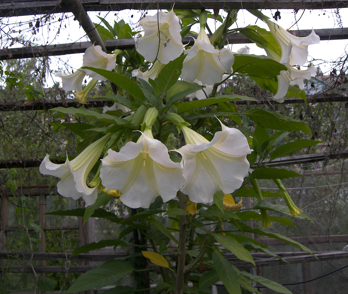 Image of Brugmansia &times; candida specimen.