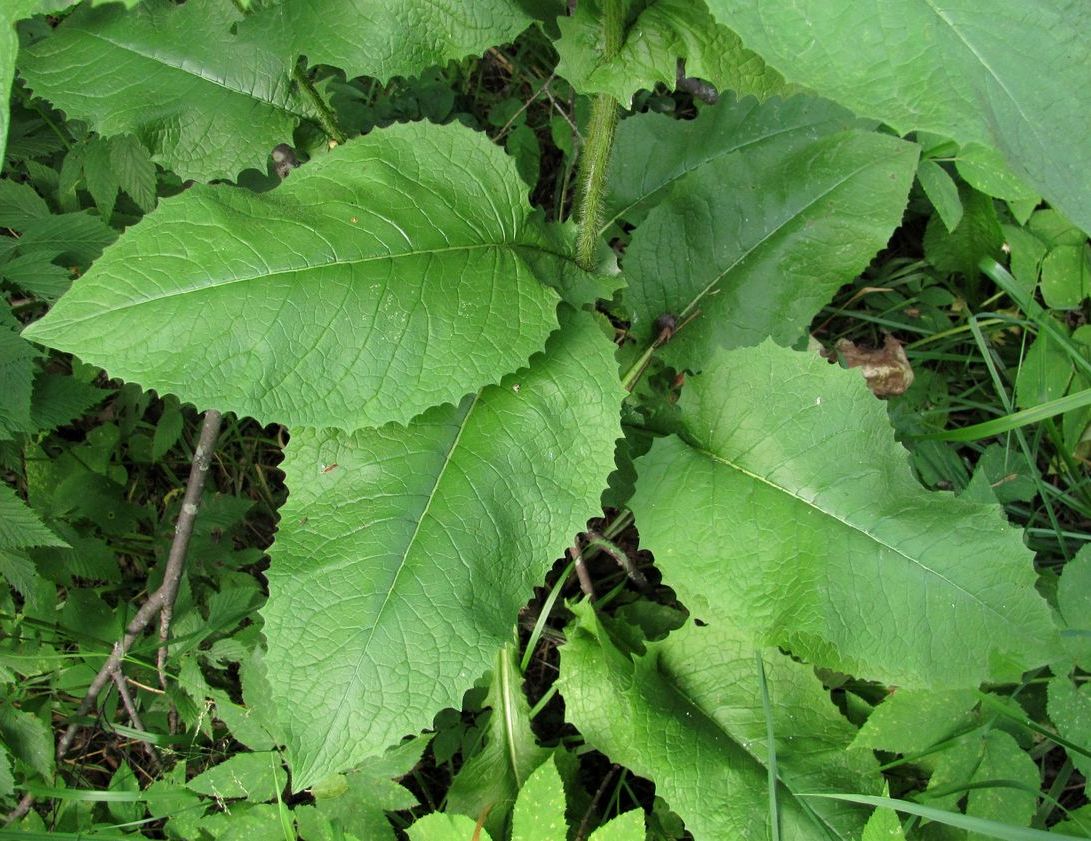 Image of Crepis sibirica specimen.