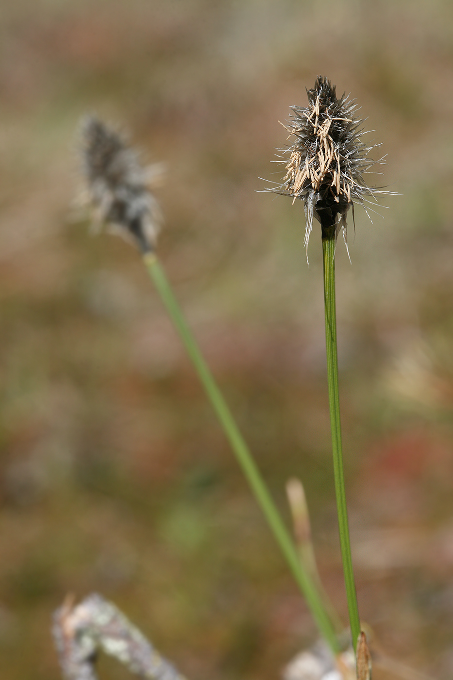 Изображение особи Eriophorum vaginatum.