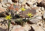 Gagea reticulata. Цветущее растение с кормящейся пчелой(?). Израиль, окр. г. Арад, каменистая пустыня (опустыненная фригана). 03.03.2020.