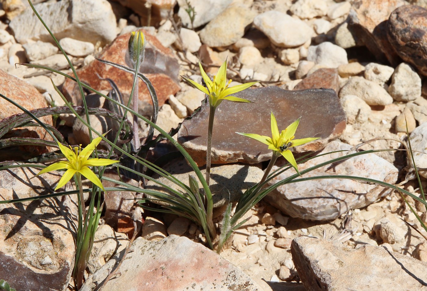 Изображение особи Gagea reticulata.