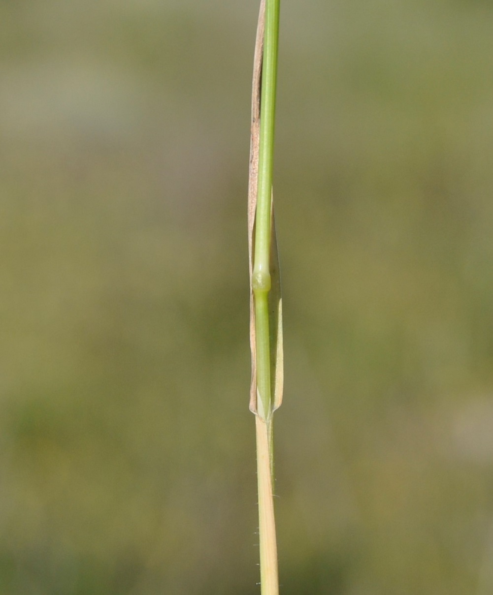 Image of genus Avena specimen.