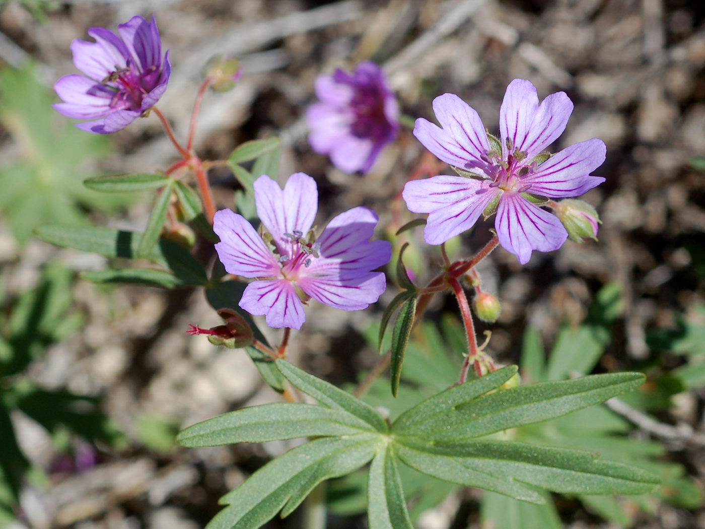 Изображение особи Geranium transversale.