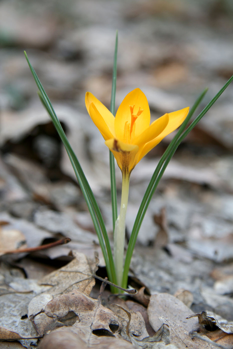 Изображение особи Crocus angustifolius.