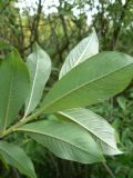 Salix gracilistyla. Обратная сторона листьев. Хабаровский край, Хабаровский р-н, ст. Корфовская, за поселком у дороги на сопку. 15.06.2013.