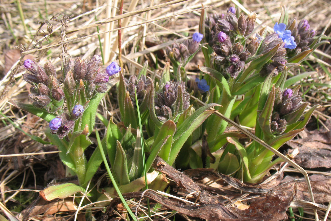 Изображение особи Pulmonaria angustifolia.