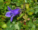 Campanula chamissonis. Цветущее растение в сообществе с Empetrum. Курильские о-ва, о. Шиашкотан, заросшие лавовые поля. 16.08.2019.