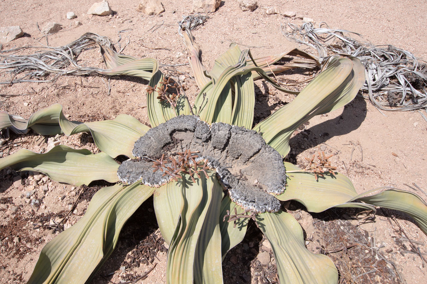 Image of Welwitschia mirabilis specimen.
