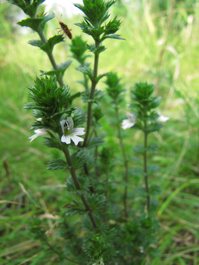 Изображение особи Euphrasia stricta.