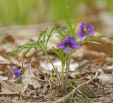 Viola dissecta