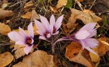 Crocus mathewii